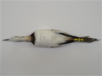 藏品(水雉)的圖片